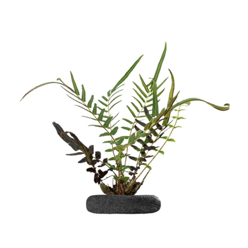 Planta terariu WIO Feriga Chinese Ladder Brake "Pteris vittata" - imagine 3